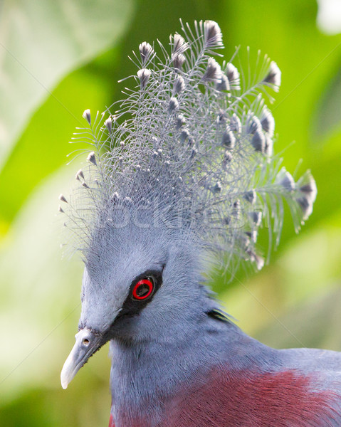 Victoria Crowned bird (Goura victoria) Stock photo © michaklootwijk