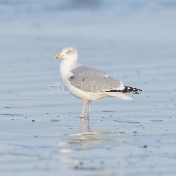 Herring gull on a beach Stock photo © michaklootwijk