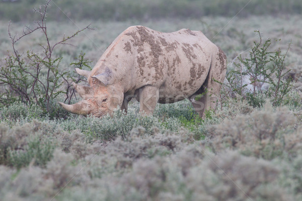 Schwarz Nashorn Gesicht Natur Tier african Stock foto © michaklootwijk