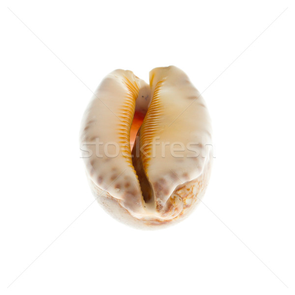 Marine sea shell in a studio setting Stock photo © michaklootwijk