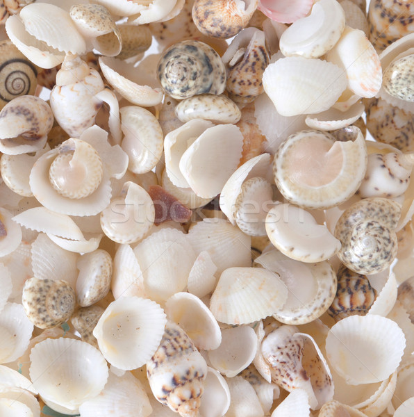 Shells background Stock photo © michaklootwijk