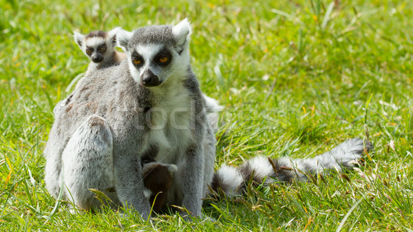 Ring-tailed lemur  Stock photo © michaklootwijk