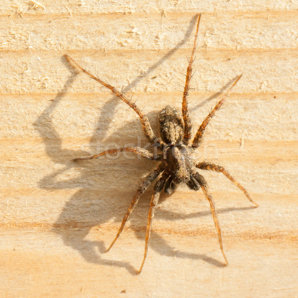 Stock photo: Large spider 