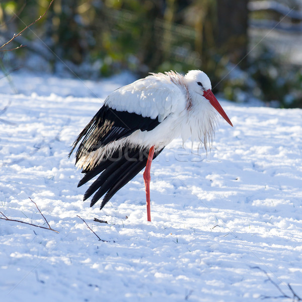 Erwachsenen Storch stehen Schnee Winter Körper Stock foto © michaklootwijk