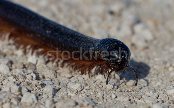 Large millipede, Africa Stock photo © michaklootwijk