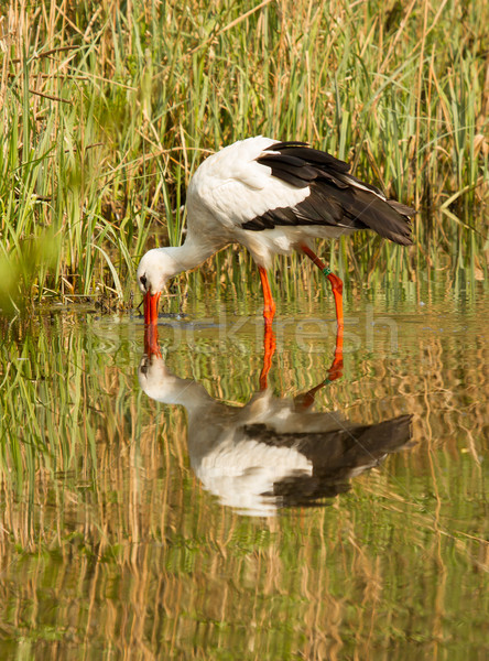 A stork Stock photo © michaklootwijk