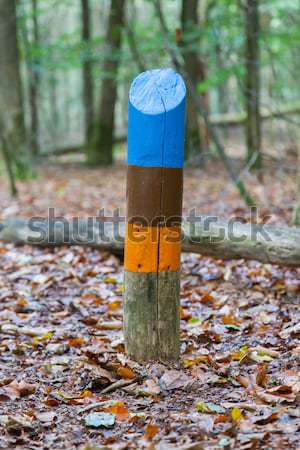 Painted marking in a dutch forrest Stock photo © michaklootwijk