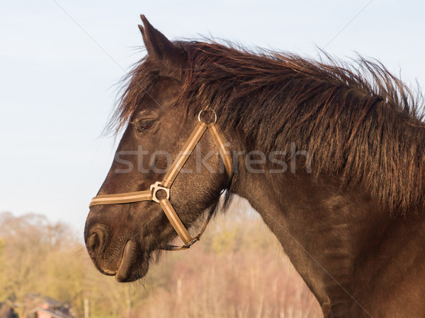 Frisian horse  Stock photo © michaklootwijk