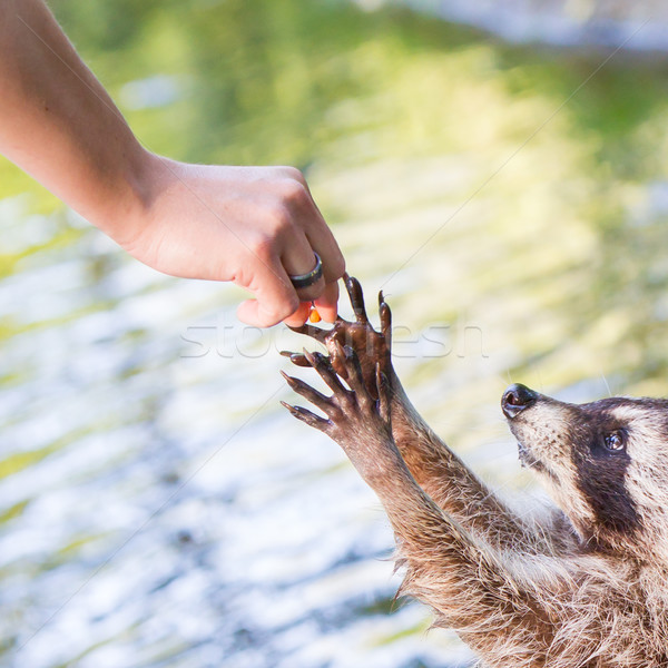 Stock photo: Racoon begging for food