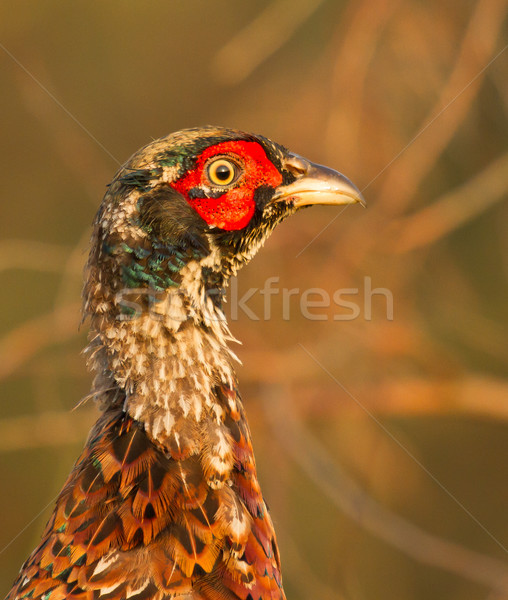 A pheasant Stock photo © michaklootwijk