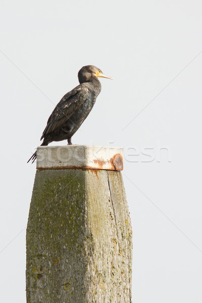 Cormorant on a pole Stock photo © michaklootwijk