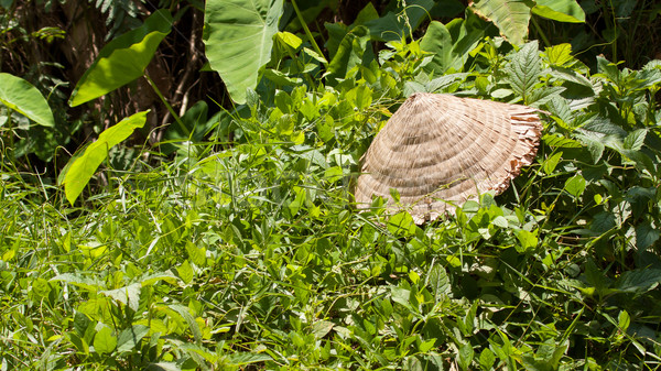 Abandoned asian conical hat isolated on green plants Stock photo © michaklootwijk