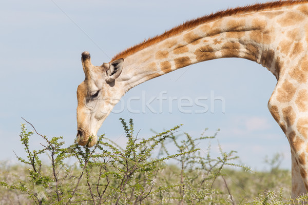 Giraffe in Etosha, Namibia Stock photo © michaklootwijk