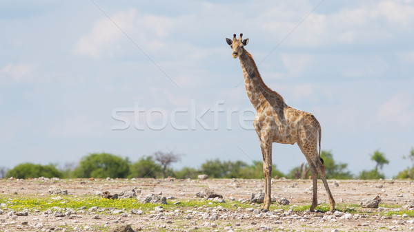 Giraffe in Etosha, Namibia Stock photo © michaklootwijk