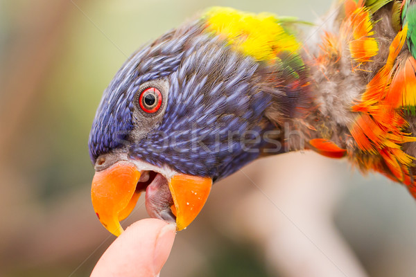 Australiano arco iris humanos dedo aves plantas Foto stock © michaklootwijk