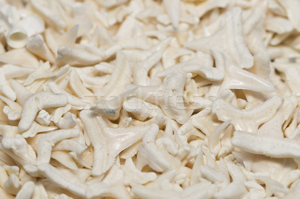 Huge ammount of shark teeth Stock photo © michaklootwijk