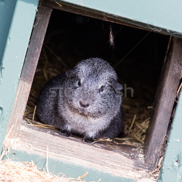 Portrait of a black guinea pig Stock photo © michaklootwijk