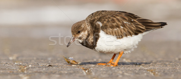 Ruddy Turnstone Stock photo © michaklootwijk