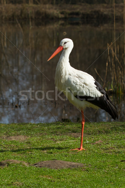 Stockfoto: Ooievaar · natuurlijke · leefgebied · holland · gras · lichaam