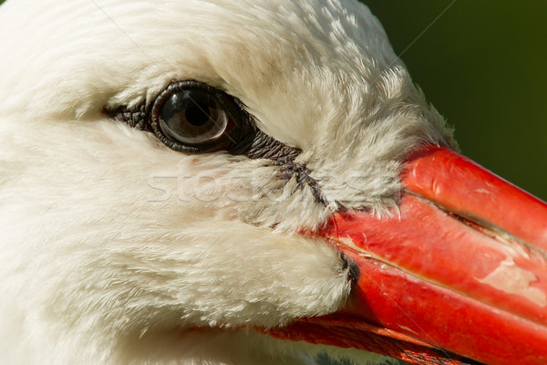 Extreme close-up of a stork Stock photo © michaklootwijk