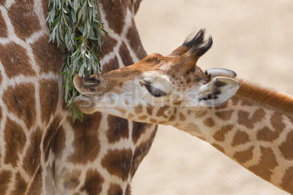 Young giraffe eating Stock photo © michaklootwijk