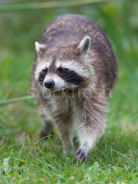Close-up portrait of an adult raccoon Stock photo © michaklootwijk