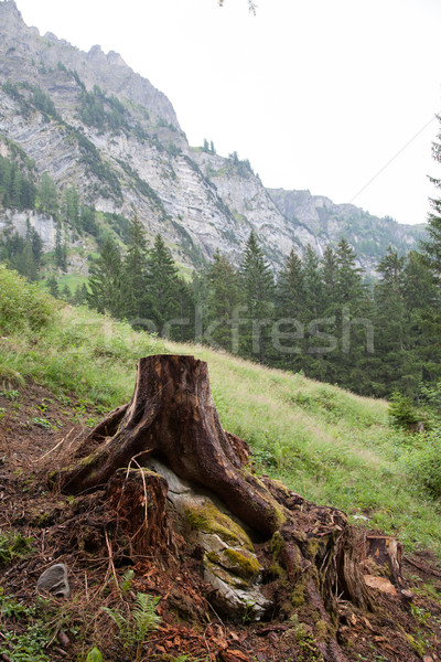 Deforestation concept with a tree stump in a green forest Stock photo © michaklootwijk