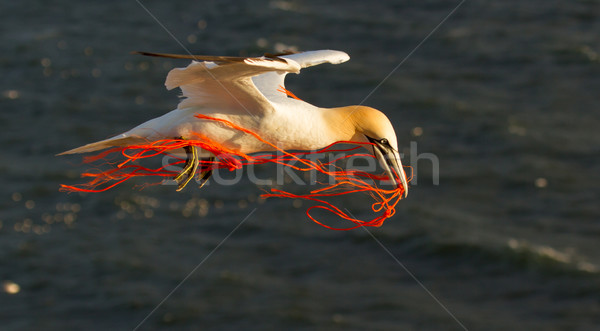 Unter orange Seil Natur Meer Ozean Stock foto © michaklootwijk