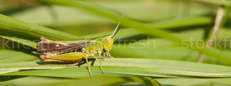 A grasshopper on the grass Stock photo © michaklootwijk