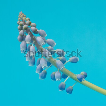 Grape hyacinth with red background Stock photo © michaklootwijk