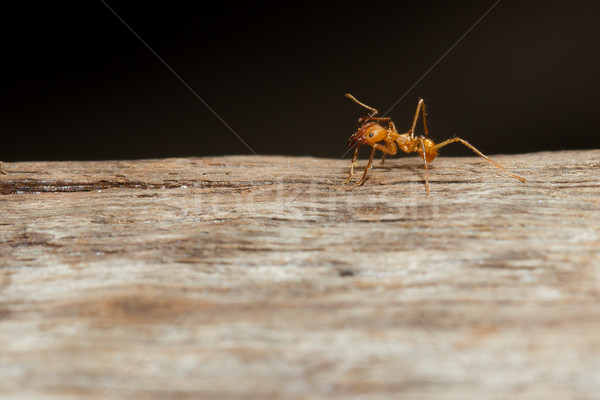 A leaf cutter ant Stock photo © michaklootwijk