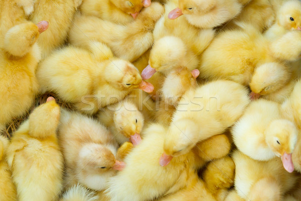 Little chicks in a basket, for sale on a Vietnamese market Stock photo © michaklootwijk