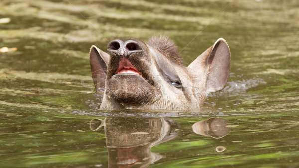 Profile portrait of south American tapir in the water Stock photo © michaklootwijk