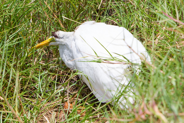 Great Egret (Ardea alba modesta) dying Stock photo © michaklootwijk