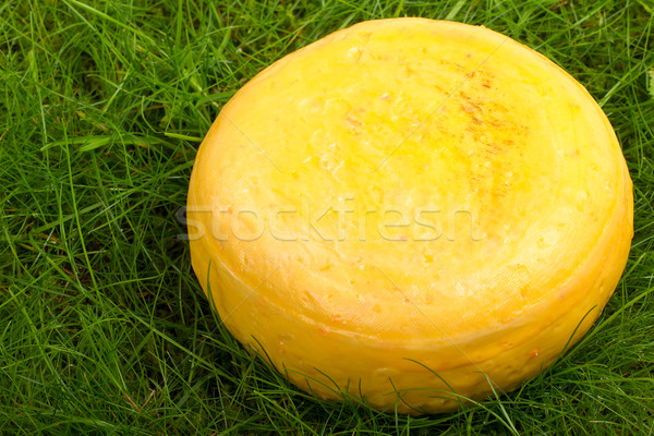 Stock photo: Round onion cheese isolated in the green grass