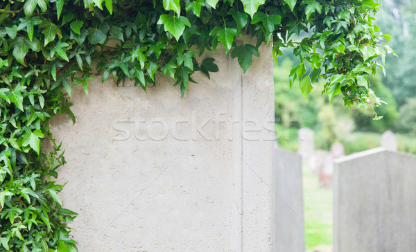 Stock photo: Very old gravestone with green leaves