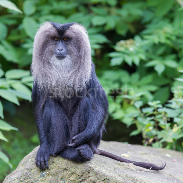 Lion-tailed Macaque (Macaca silenus) Stock photo © michaklootwijk