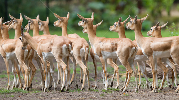 Young antilopes Stock photo © michaklootwijk