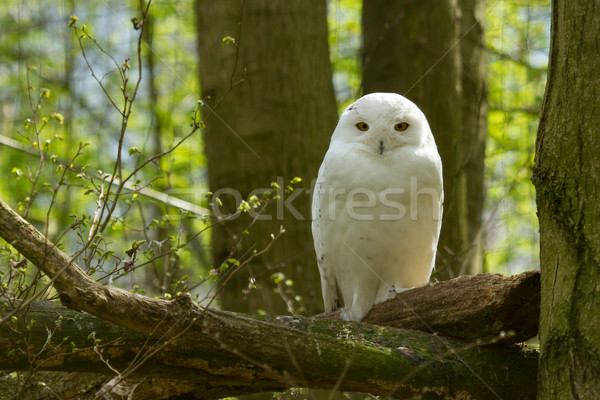 A snow owl Stock photo © michaklootwijk