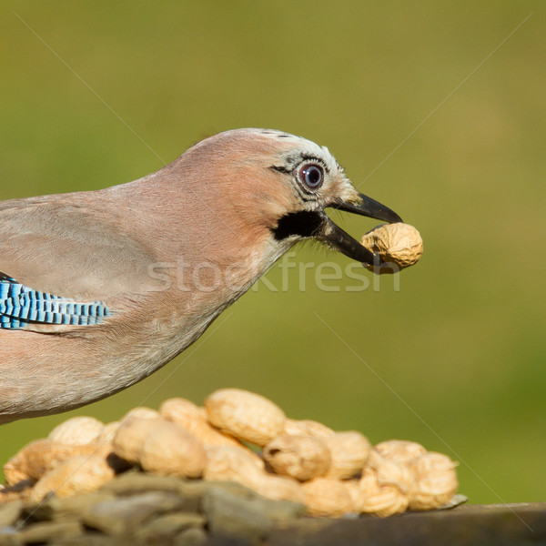 A Jay bird (Garrulus glandarius) Stock photo © michaklootwijk