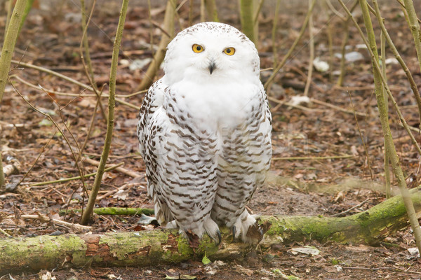 Snow owl with large claws Stock photo © michaklootwijk