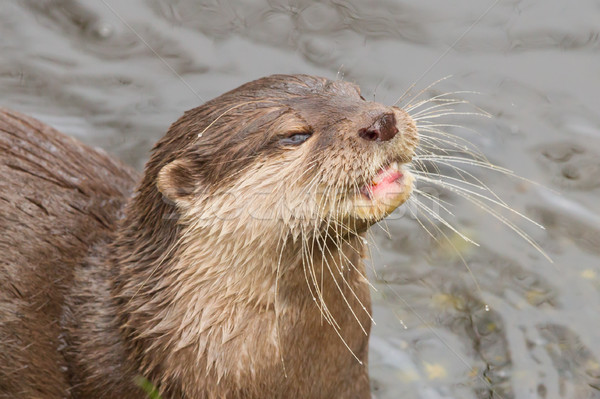 Close-up of an otter eating fish Stock photo © michaklootwijk