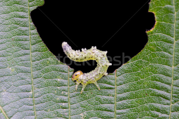 Small caterpillar eating a green leaf Stock photo © michaklootwijk