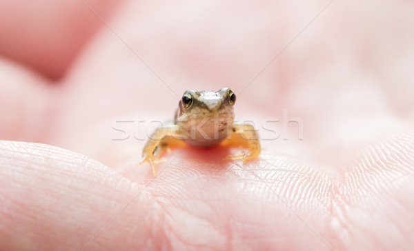 Small young frog in hands of a person during summer Stock photo © michaklootwijk