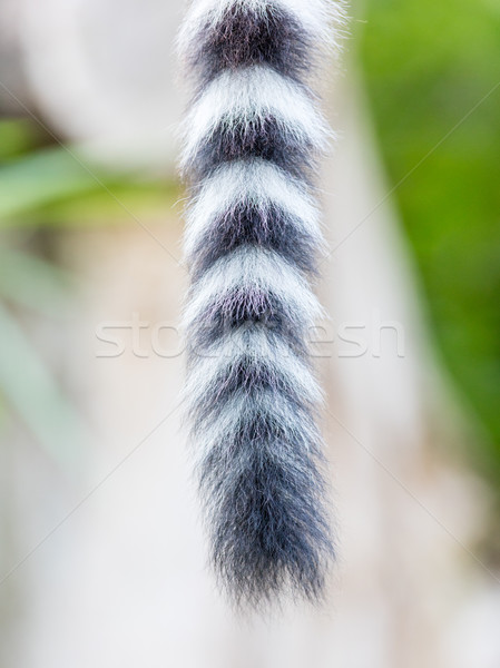 Close up of a ring-tailed lemur tail texture Stock photo © michaklootwijk