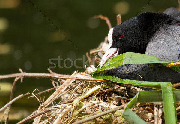 A common coot  Stock photo © michaklootwijk