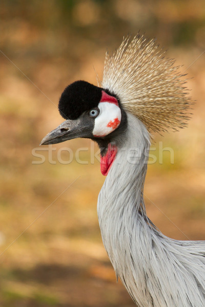 A crowned crane Stock photo © michaklootwijk