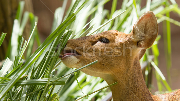 Closeup of a healthy deer eating Stock photo © michaklootwijk