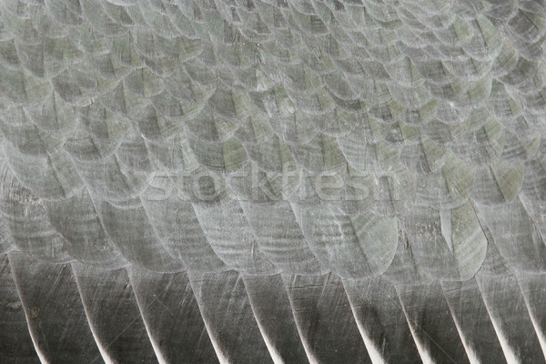 Extreme close-up of an marabu Stock photo © michaklootwijk