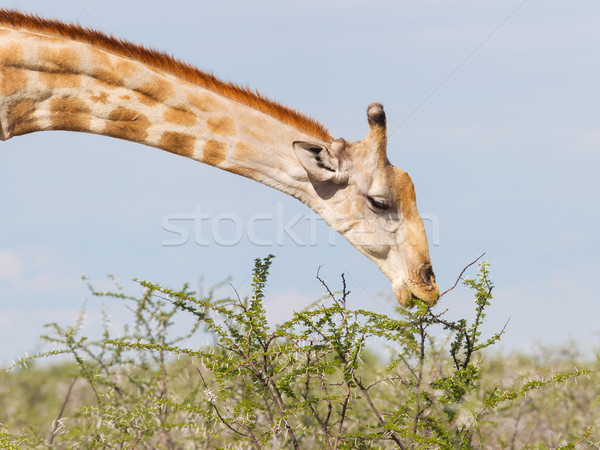 Girafa Namíbia parque África comida natureza Foto stock © michaklootwijk